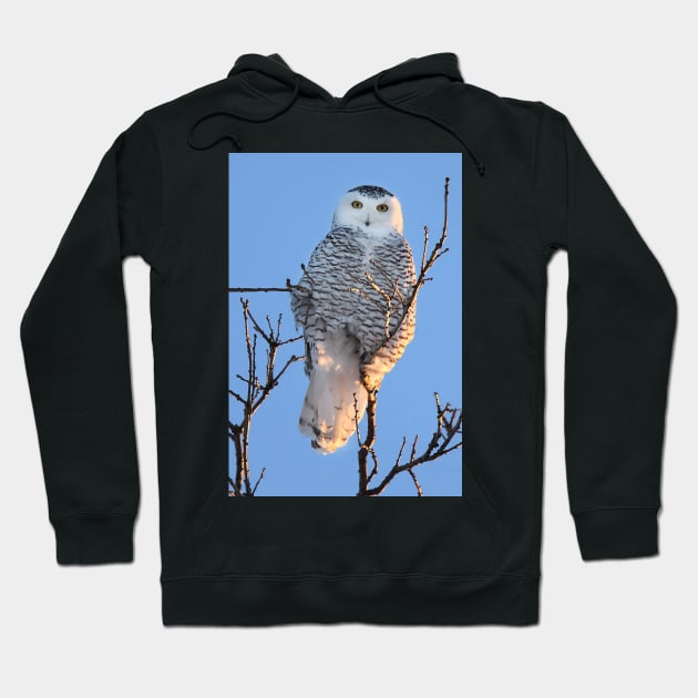 Snowy Owl Hoodie by Jim Cumming